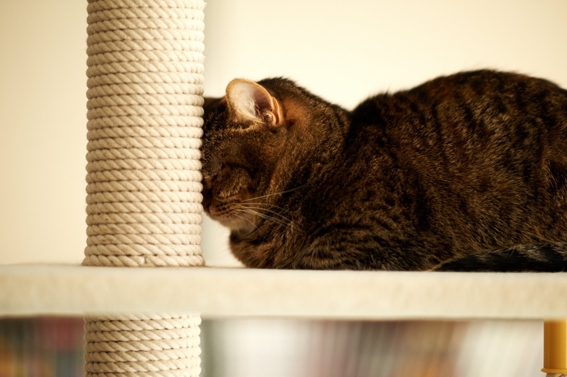 gato casa dormir palo poste cordón