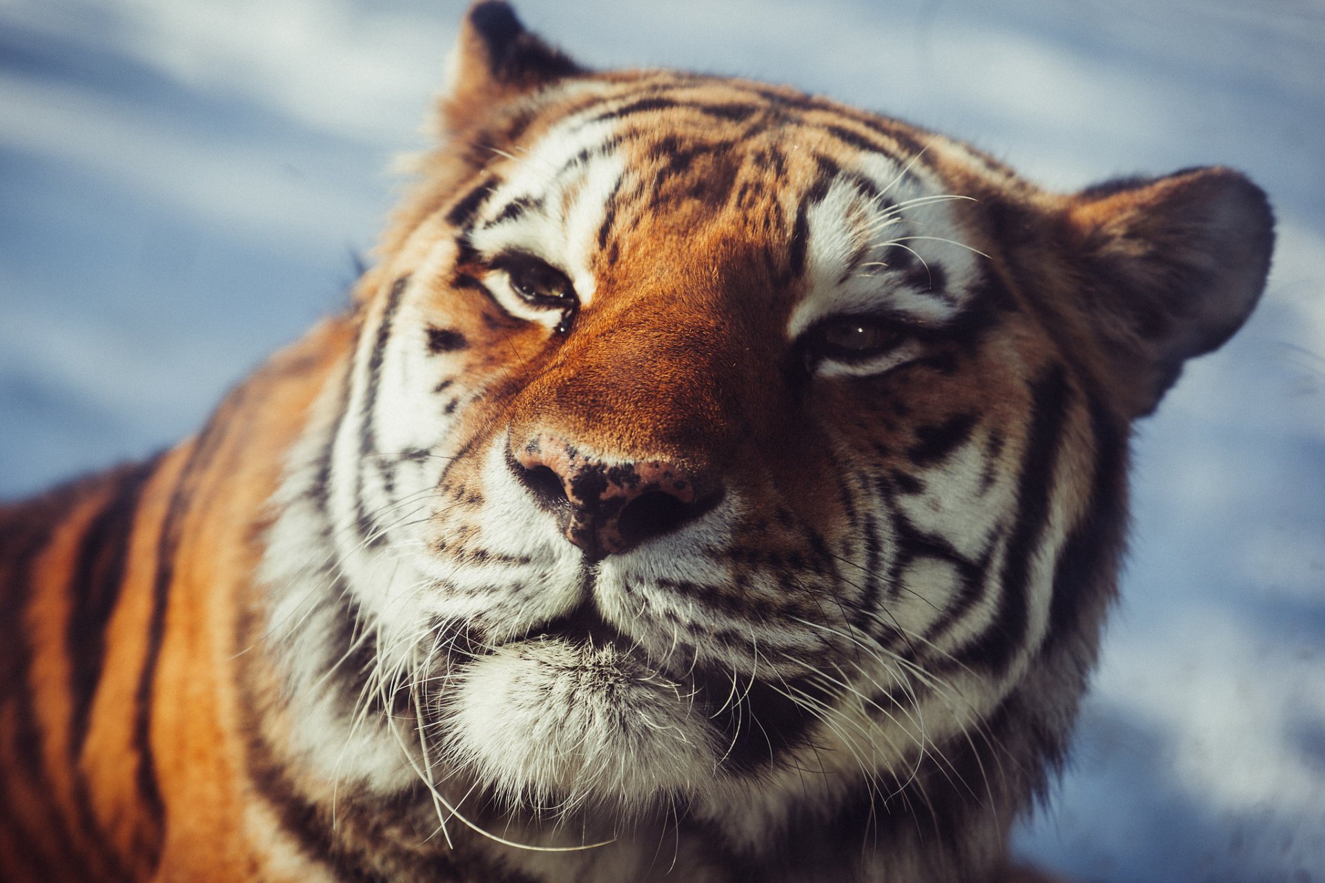 tigre de amur vista gato salvaje depredador hocico