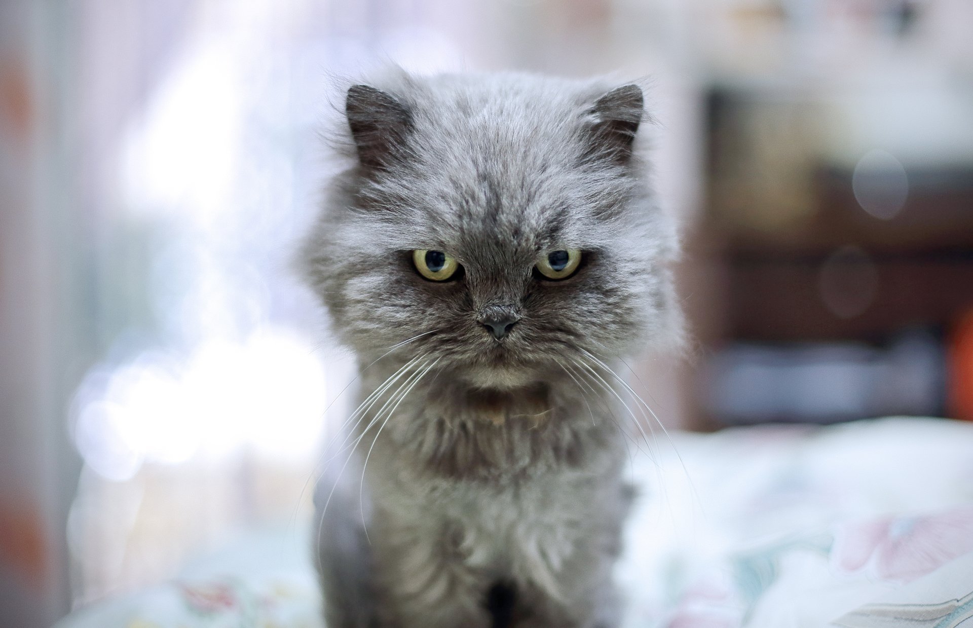 gato ojos kote mirada malvado fondo