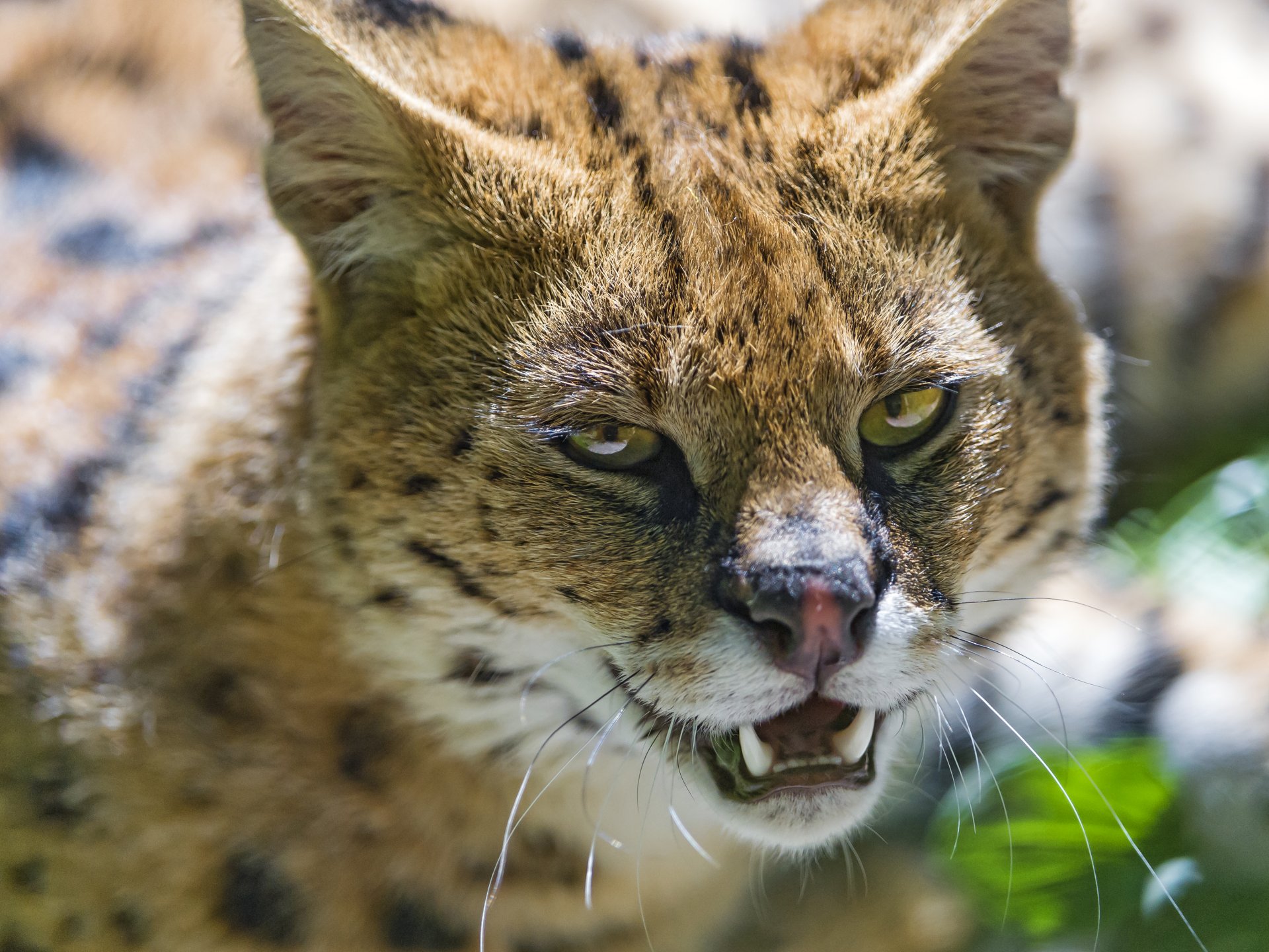 serval chat museau crocs ©tambako the jaguar