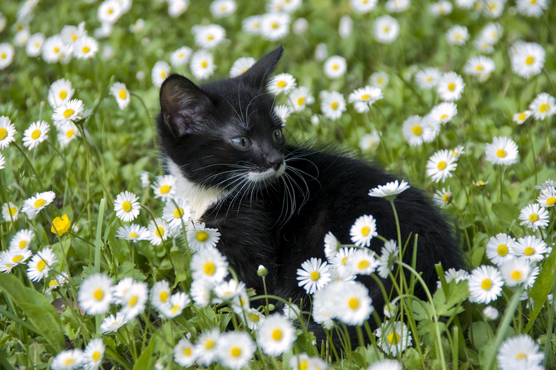 gatto fiori margherite