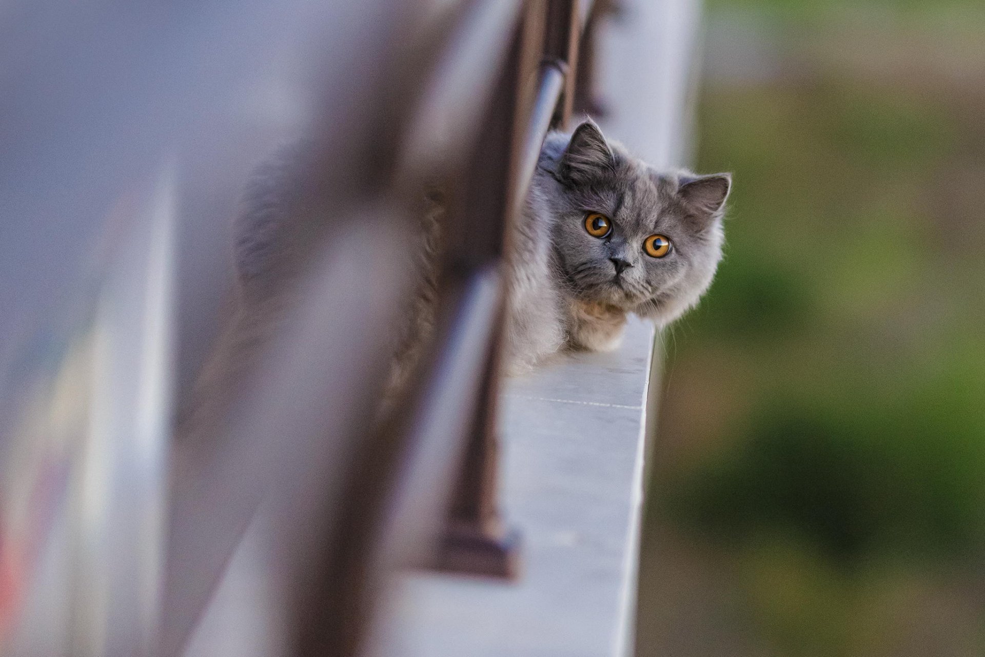 gatto muso recinzione guarda