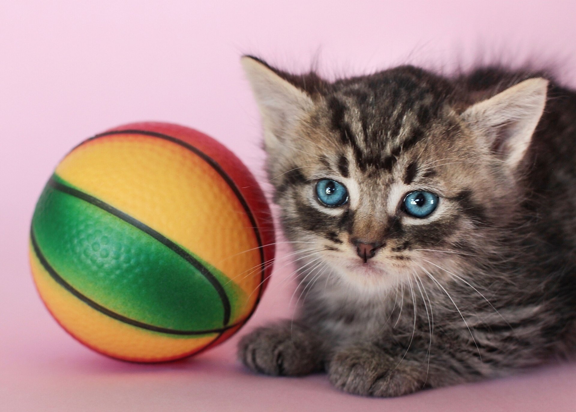 pelota juguete