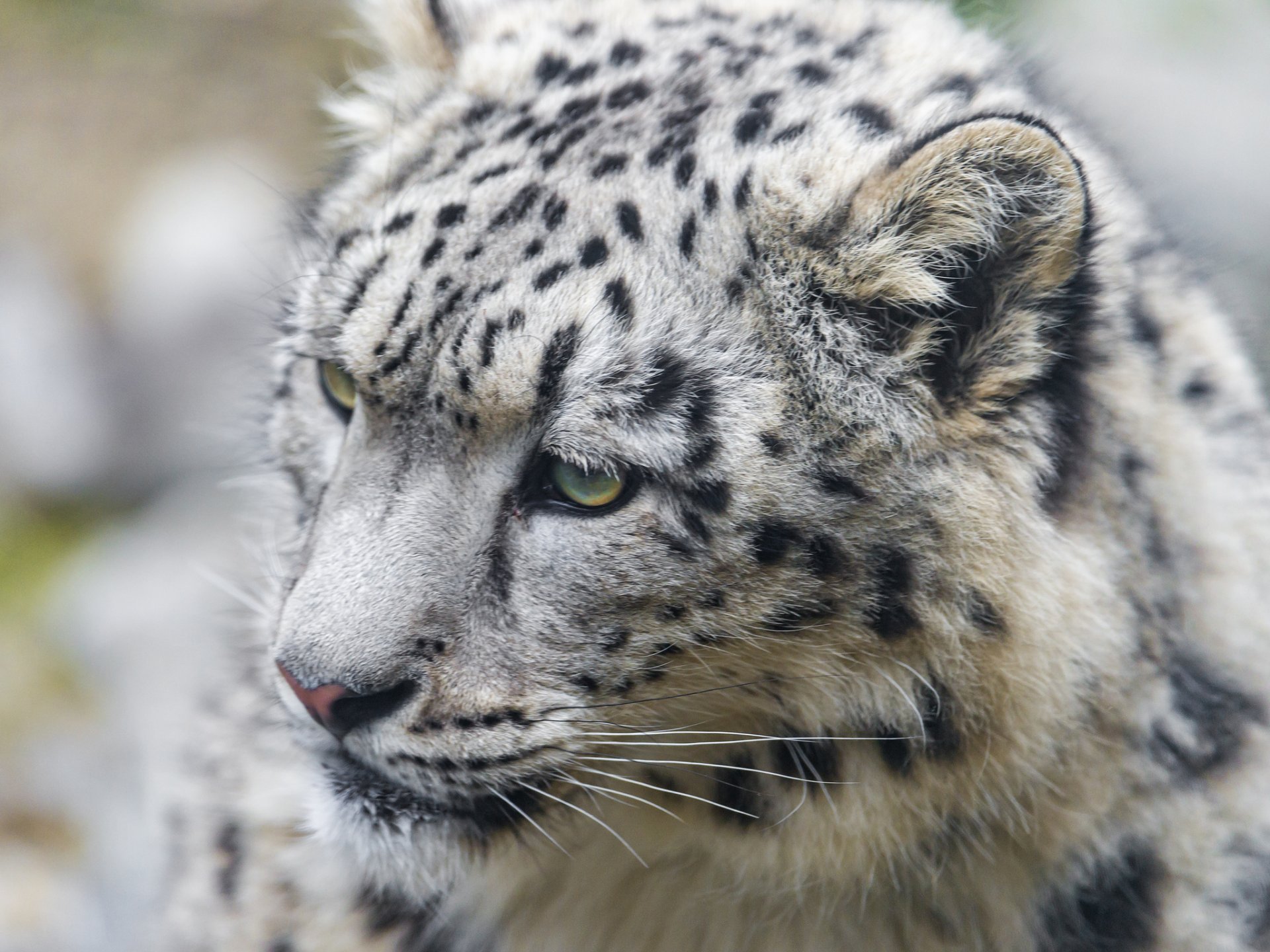 now leopard snow leopard cat muzzle ©tambako the jaguar