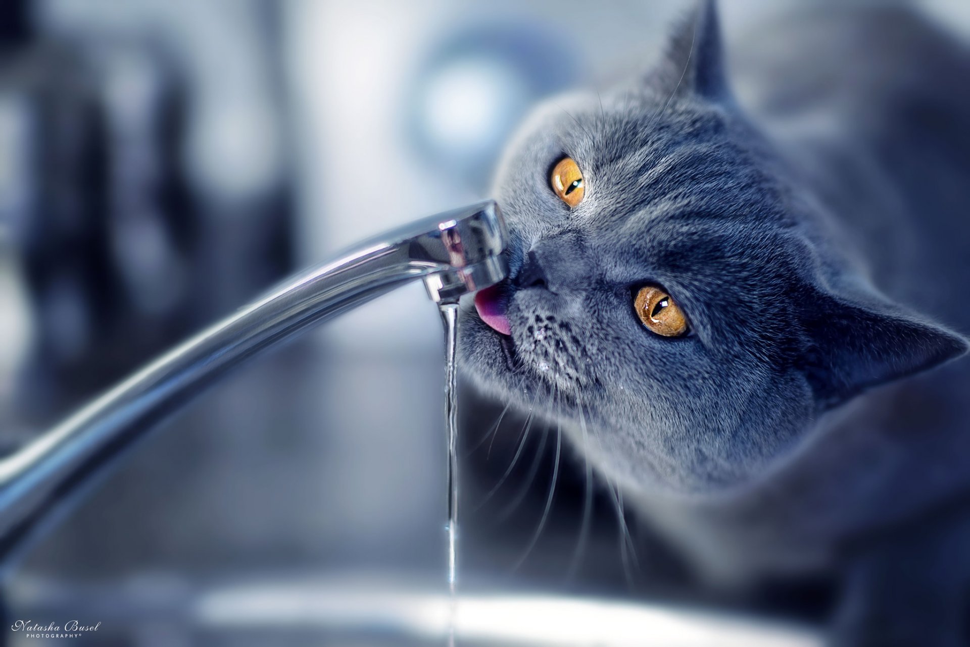 le chat laquait robinet buvait l eau