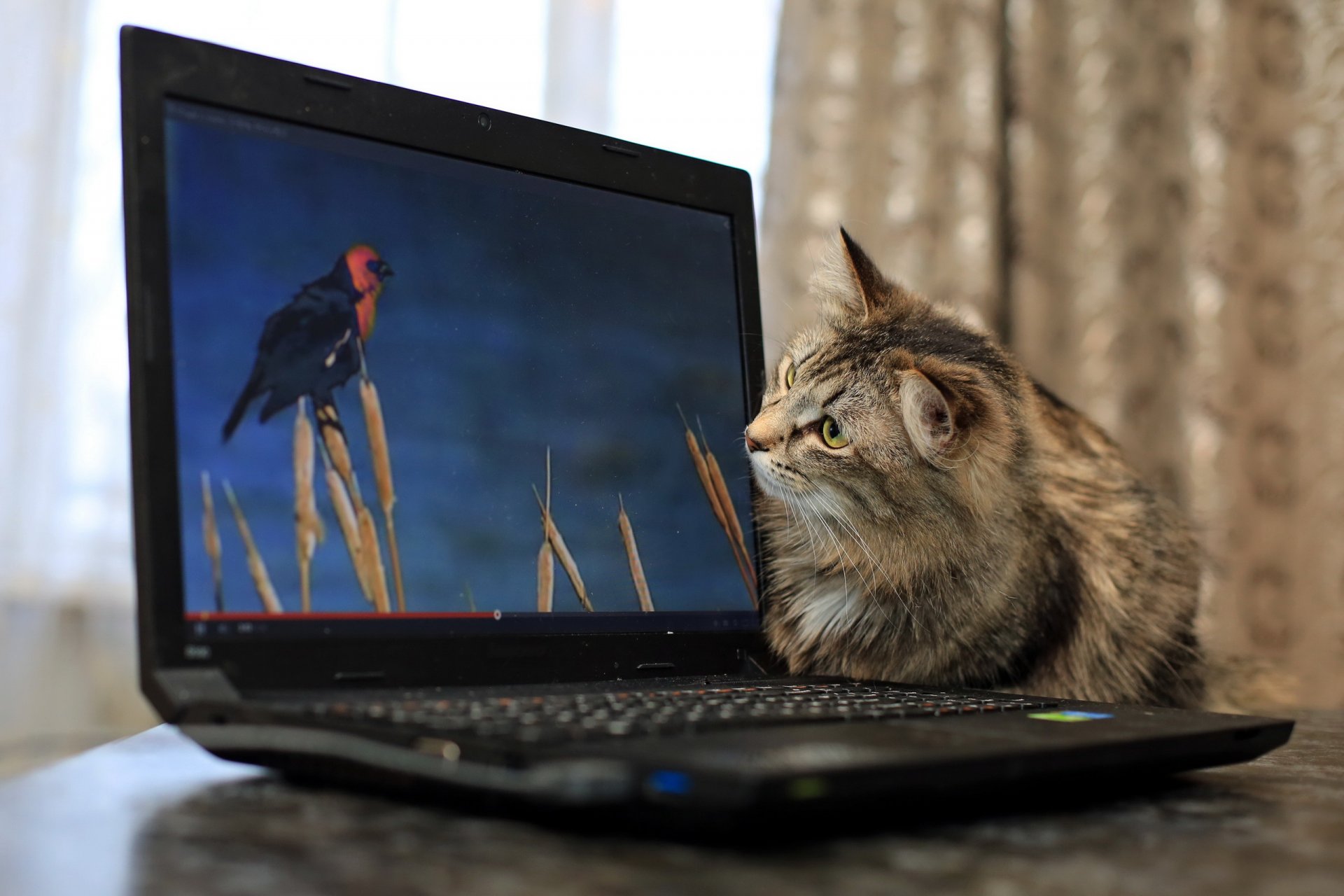 chat ordinateur portable fond