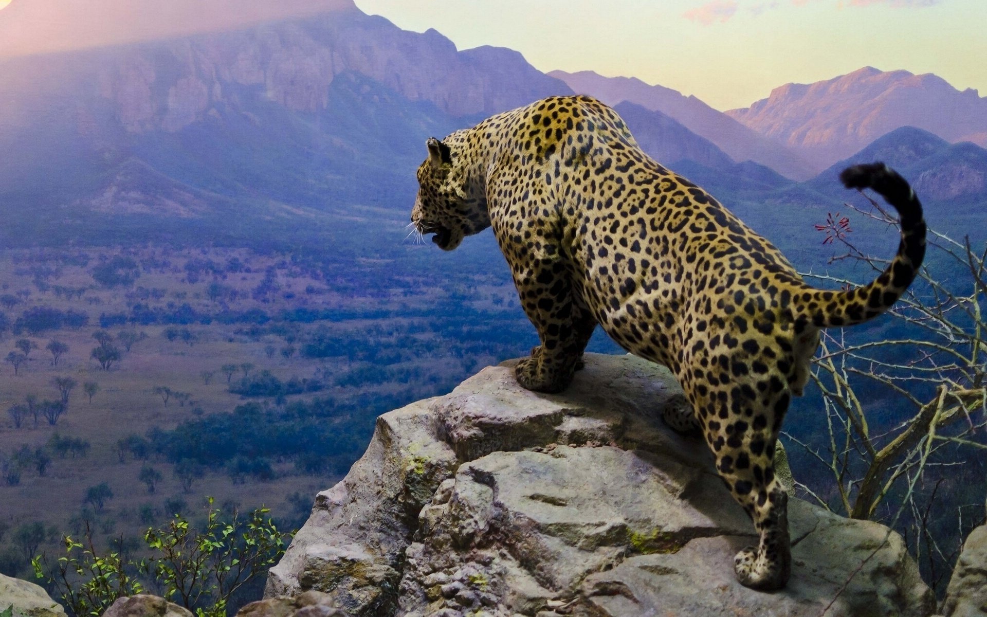 jaguar chats montagnes ciel