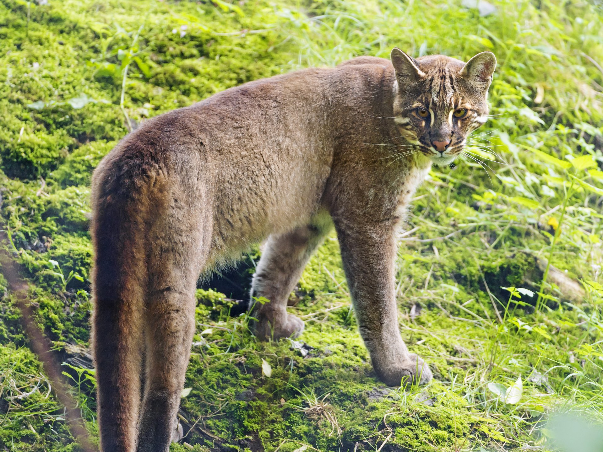 temminka goldene katze katze ©tambako der jaguar