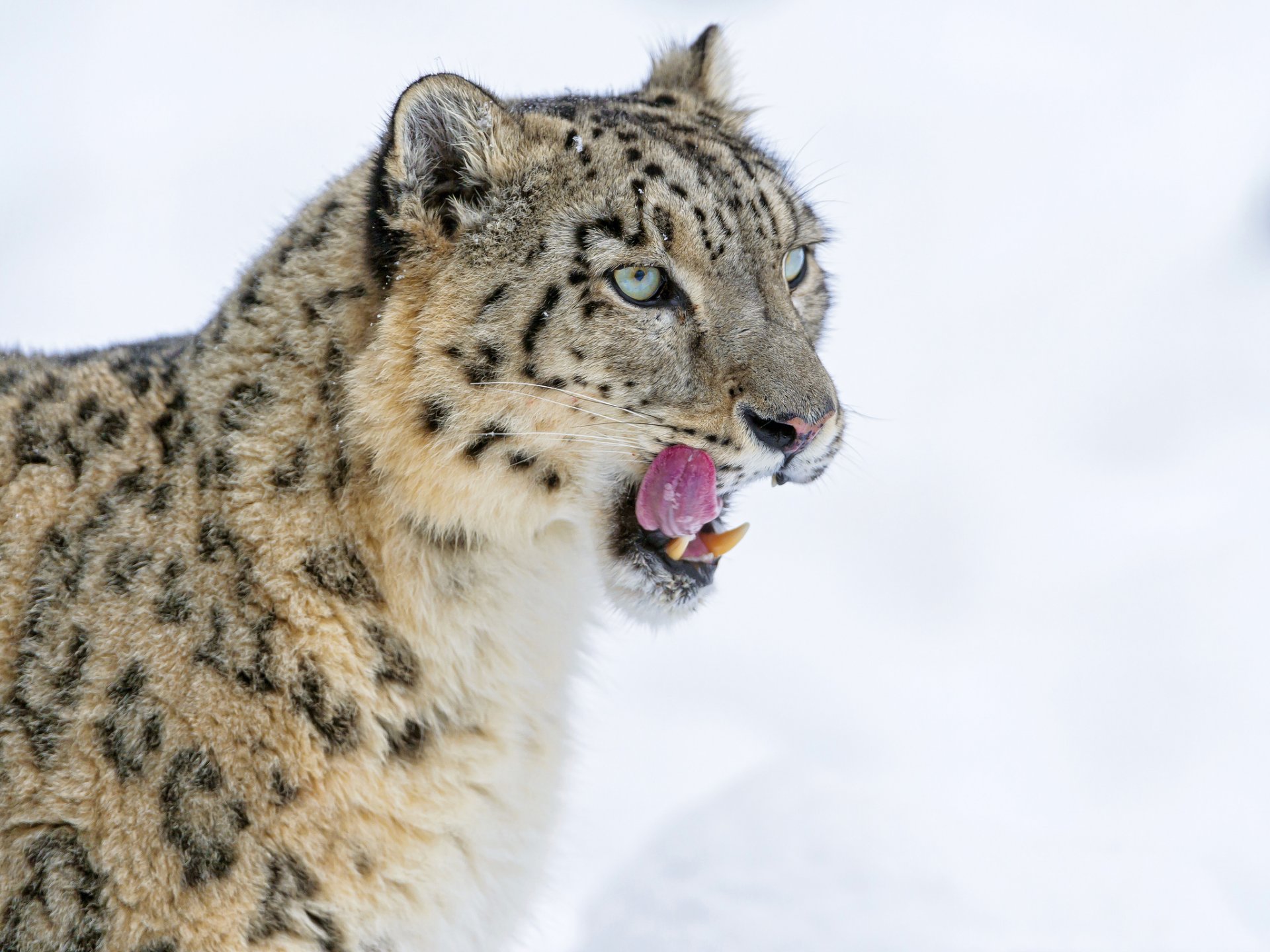 schneeleopard irbis große katze zunge eckzähne