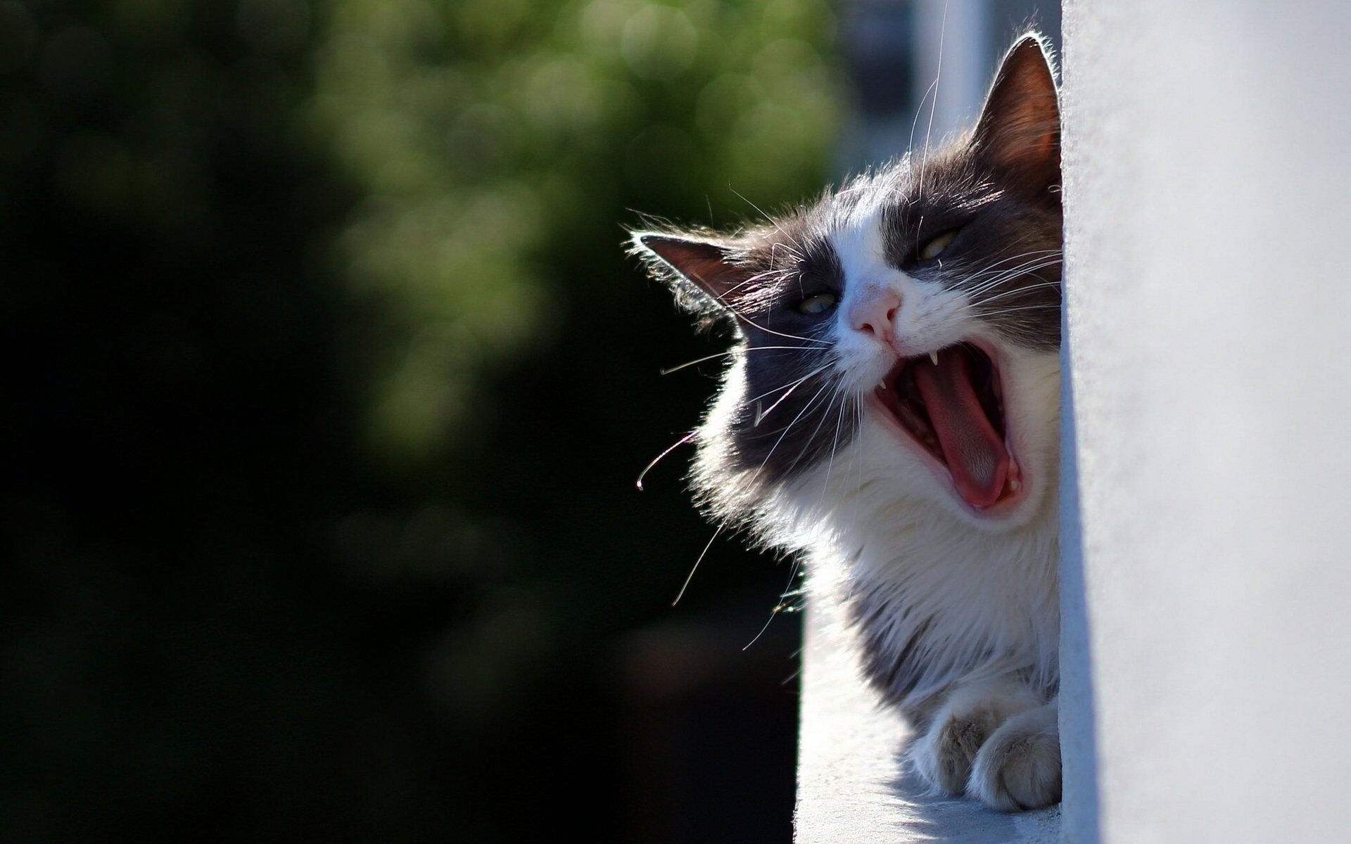 cat cat yawn yawn