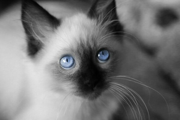 Gato con ojos azules brillantes