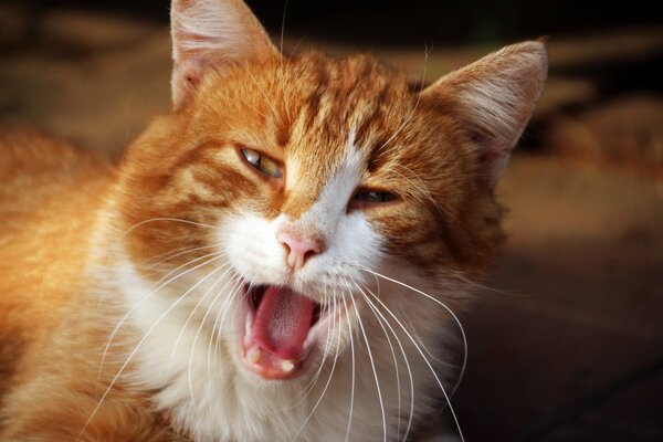 El gato pelirrojo se abre la boca