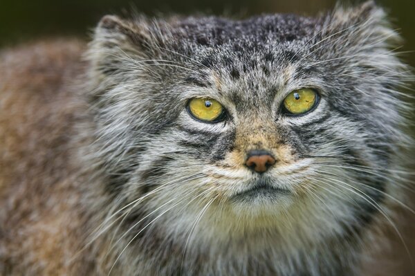 El gato de ojos verdes Mira a la cámara de fotos