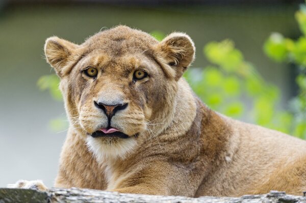 Lionne montre à tous la langue