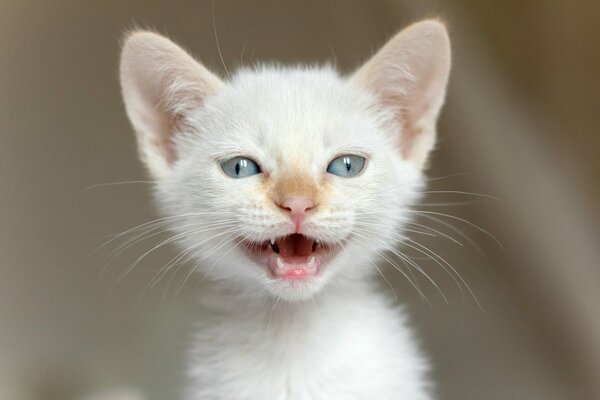 White Kitten meows on camera