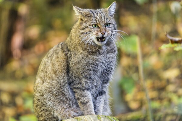 A forest cat is sitting on a stump