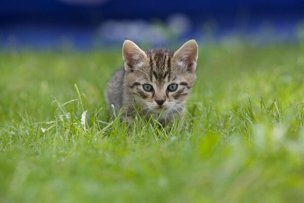 A gray kitten lurked in the grass