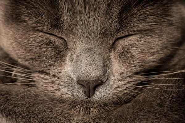 Cute purebred cat sleeps on paws