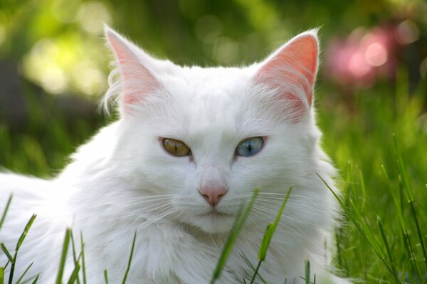 A cat with multicolored eyes on the grass