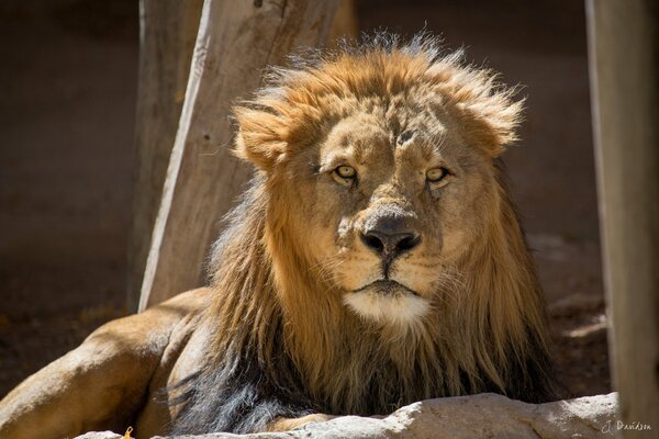 A stern adult lion rests on a rock