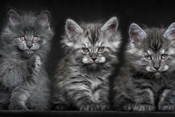 Grey fluffy trio of Maine Coon kittens