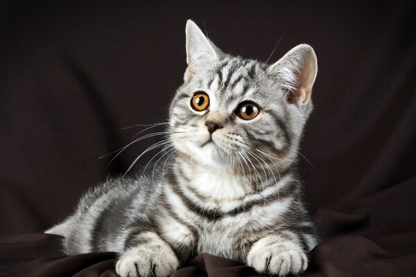 A beautiful kitten on a black background