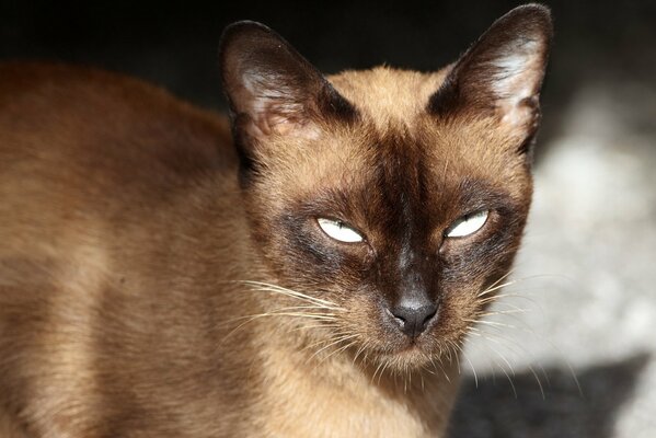 Un gatto adulto siamese serio socchiude gli occhi al sole