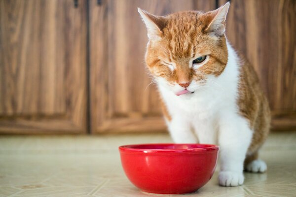 Ginger cat near the bowl