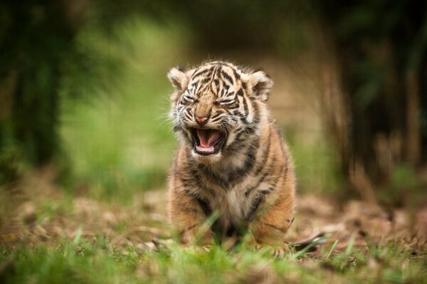 Tigre di Sumatra, cucciolo di tigre, gatto