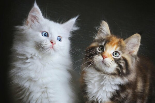 Acquaintance of fluffy naked-eyed kittens