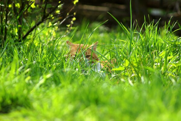 Chat se cachant dans l herbe verte