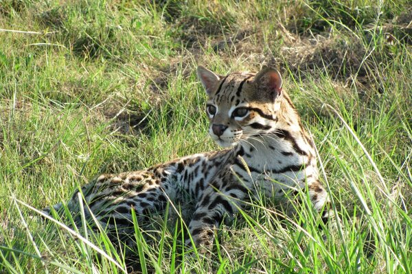 Ocelot nell erba verde. Predatore. Fauna