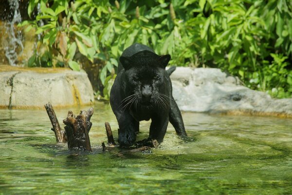 Wilder Panther badet im Zoo