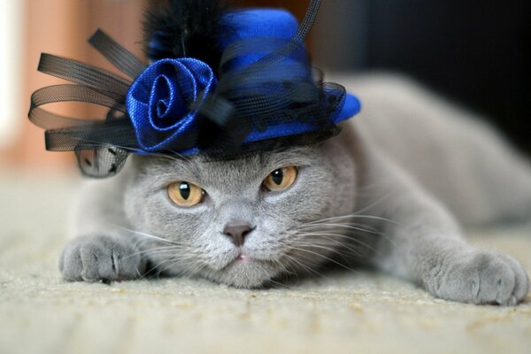 Cute grey cat with a hat on her head