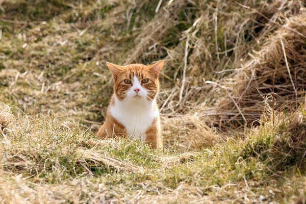 Chat roux sur le terrain chasse