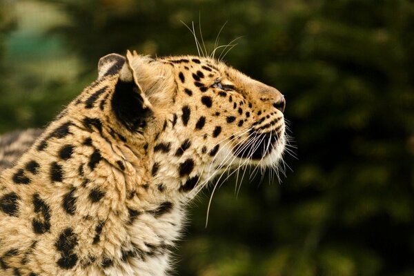 Leopardo gato salvaje depredador hocico perfil piel