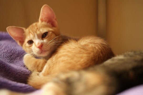 Chat Rousse se trouve sur le lit