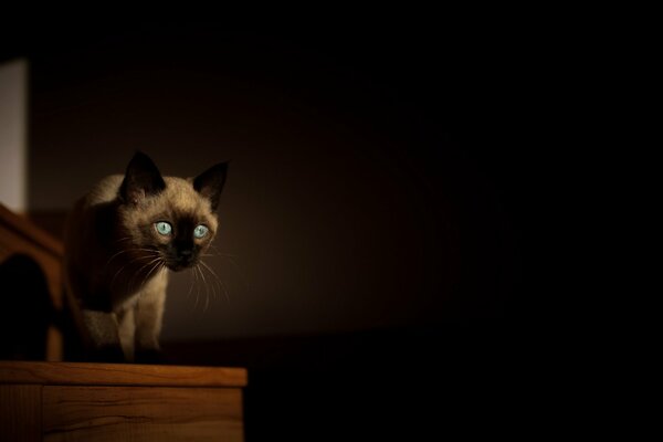 Chat dans la chambre sur fond noir