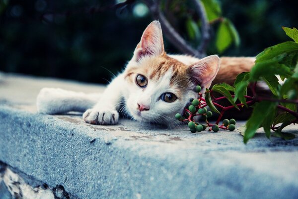 Un gato con una hermosa mirada en el fondo de las bayas