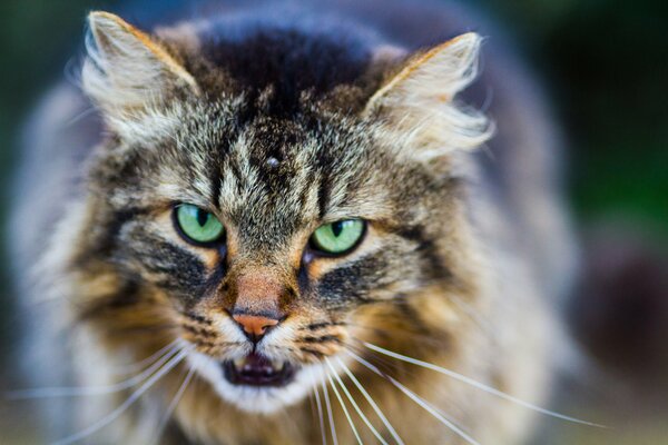 La mirada dura de un enorme gato