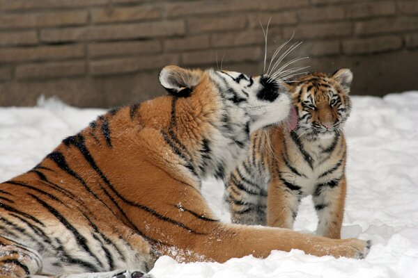 Le baiser du tigre de l amour dans la neige