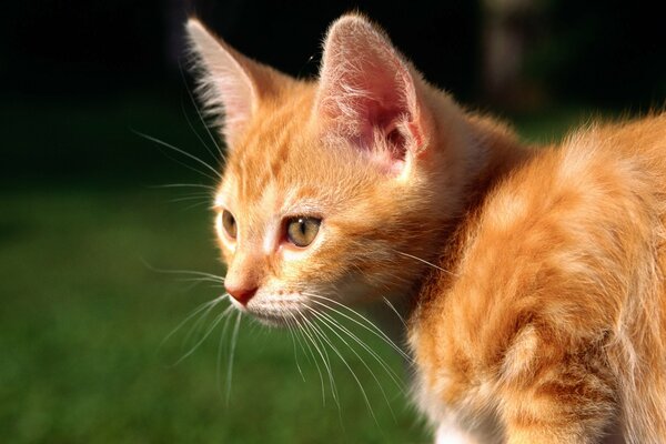 Pelirroja a rayas gatito en la hierba