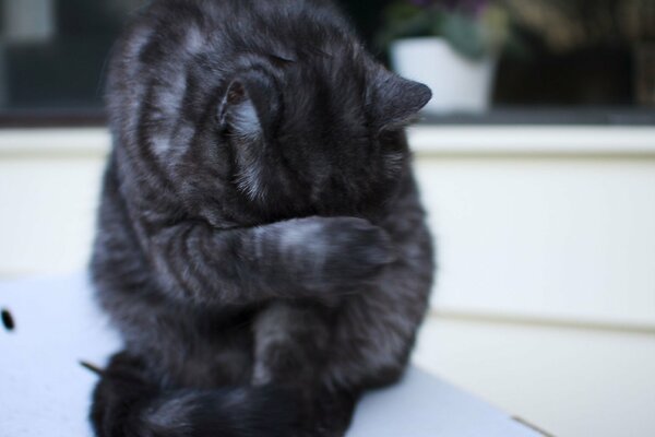 Gray cat washes with a paw