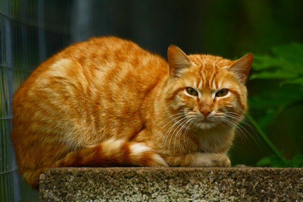 Gran gato pelirrojo se encuentra