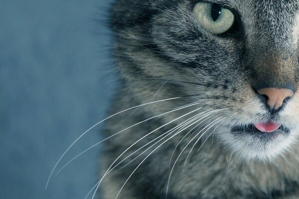 Mustache and the look of a gray cat