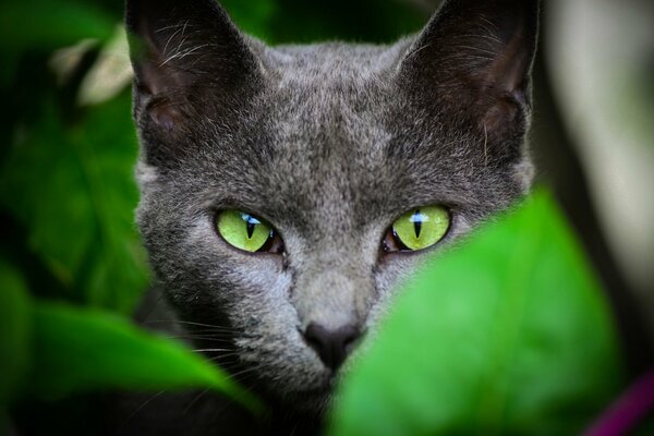 Die Katze hinterlässt von Natur aus überall ihr Fell