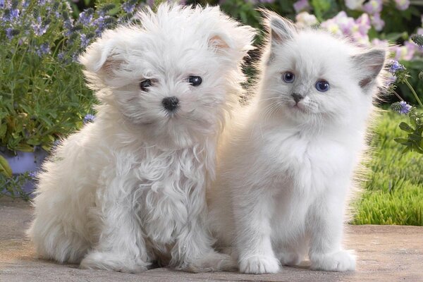 Chiot blanc et chaton ensemble