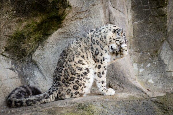 Il leopardo delle nevi si lava sulla pietra