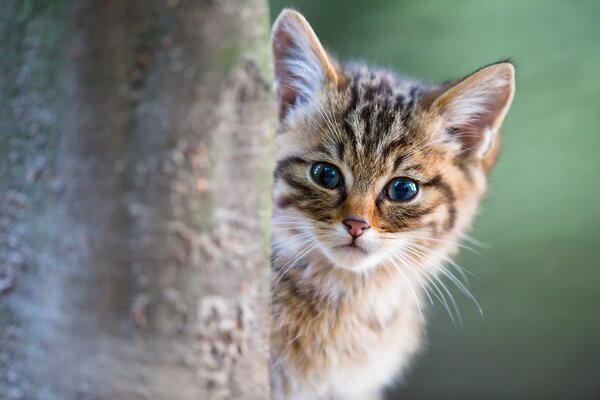 A kitten looks out from behind a tree