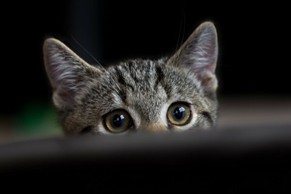 Piccolo gattino che guarda il proprietario